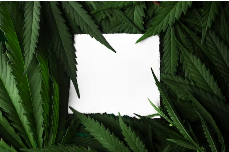 medical marijuana card