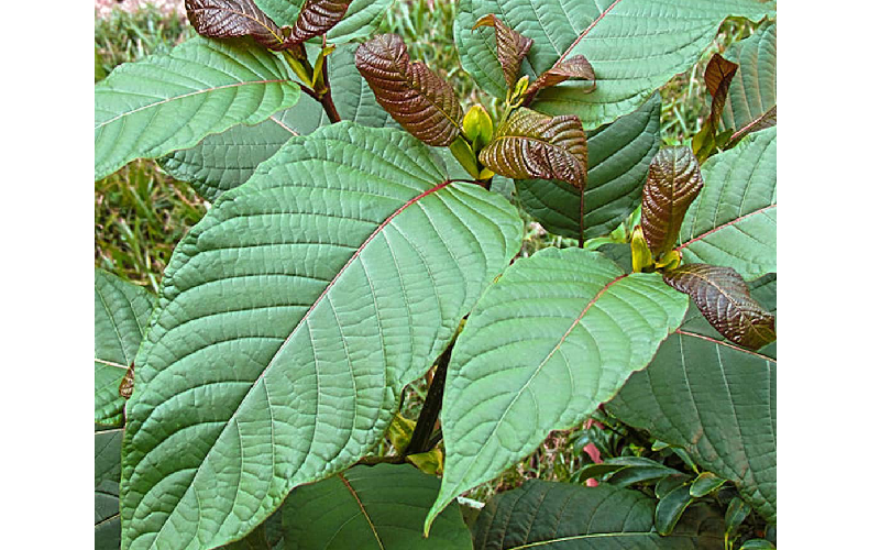 kratom borneo red vein