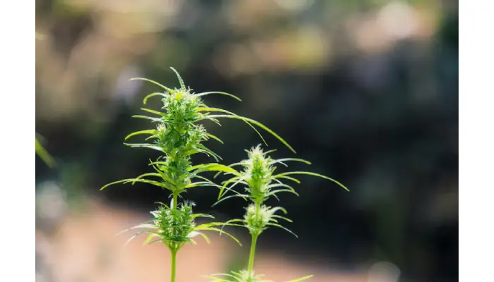 Wild Hemp: Exploring Its Natural Benefits And Uses For Wellness