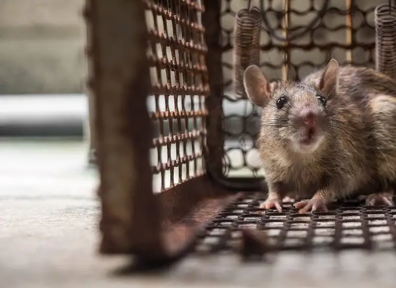 Rodent control in Toronto
