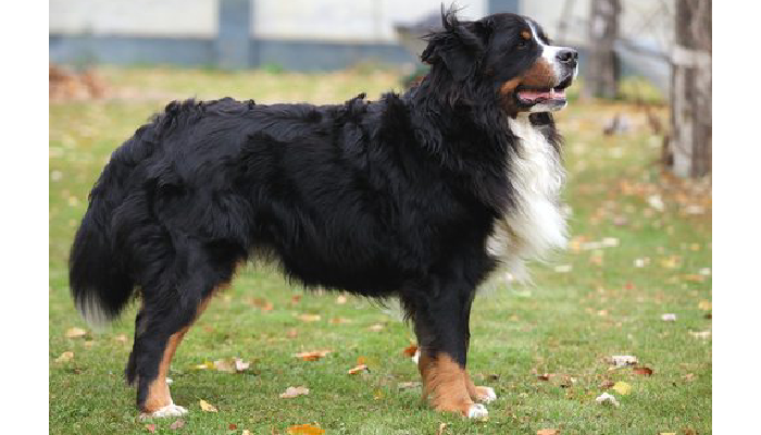 Animal Behavior Legal Expert: Helping Businesses Comply With Pet Laws
