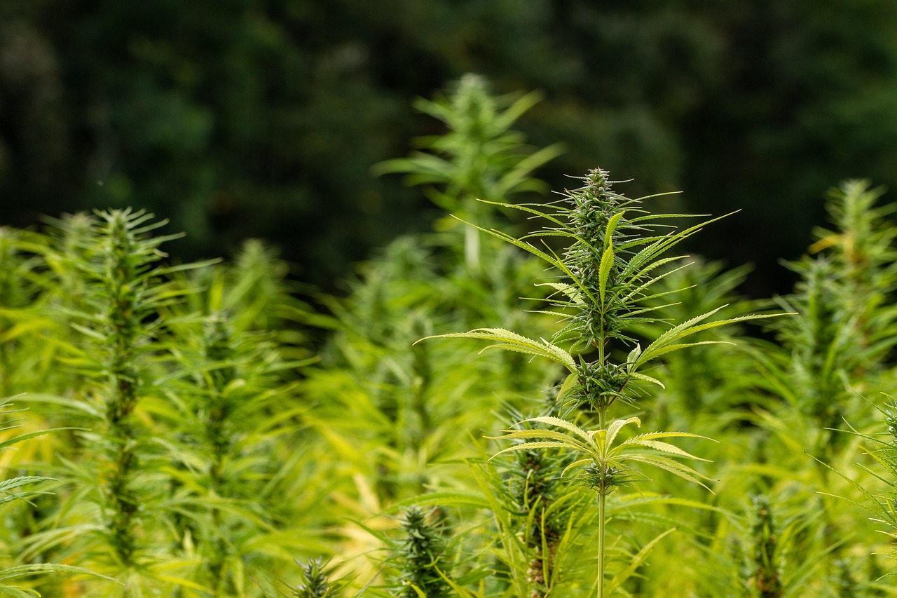 Wild Hemp: Exploring Its Natural Benefits And Uses For Wellness