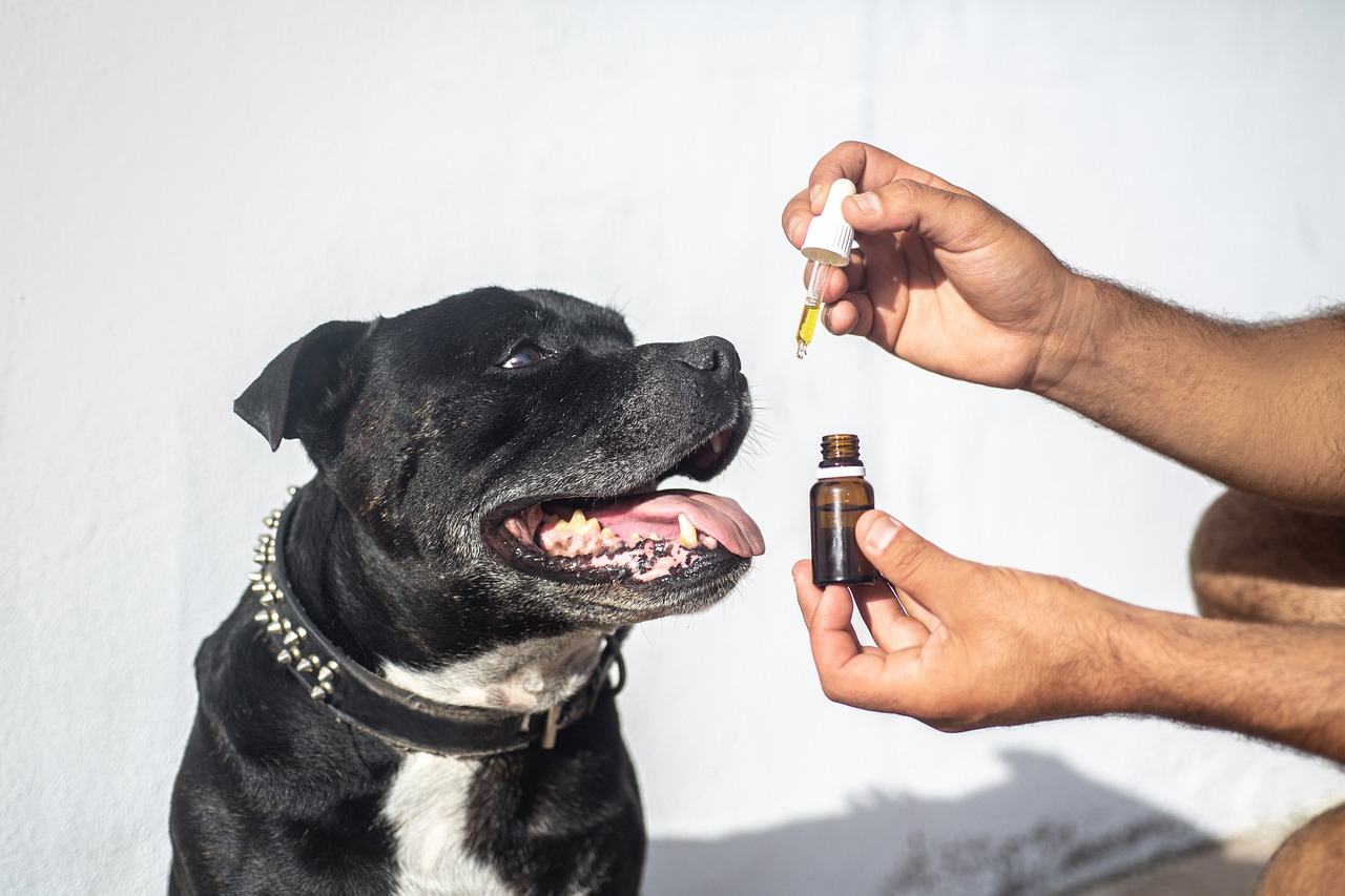CBD for pets Can Help Travel Anxiety