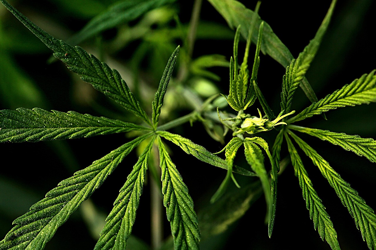 Hemp Leaf Wraps: The Natural Choice for a Smoother Smoking Experience