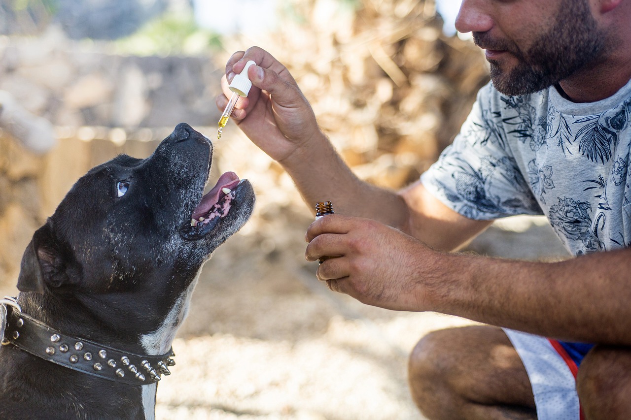 The Pawsome World of CBD for Pets
