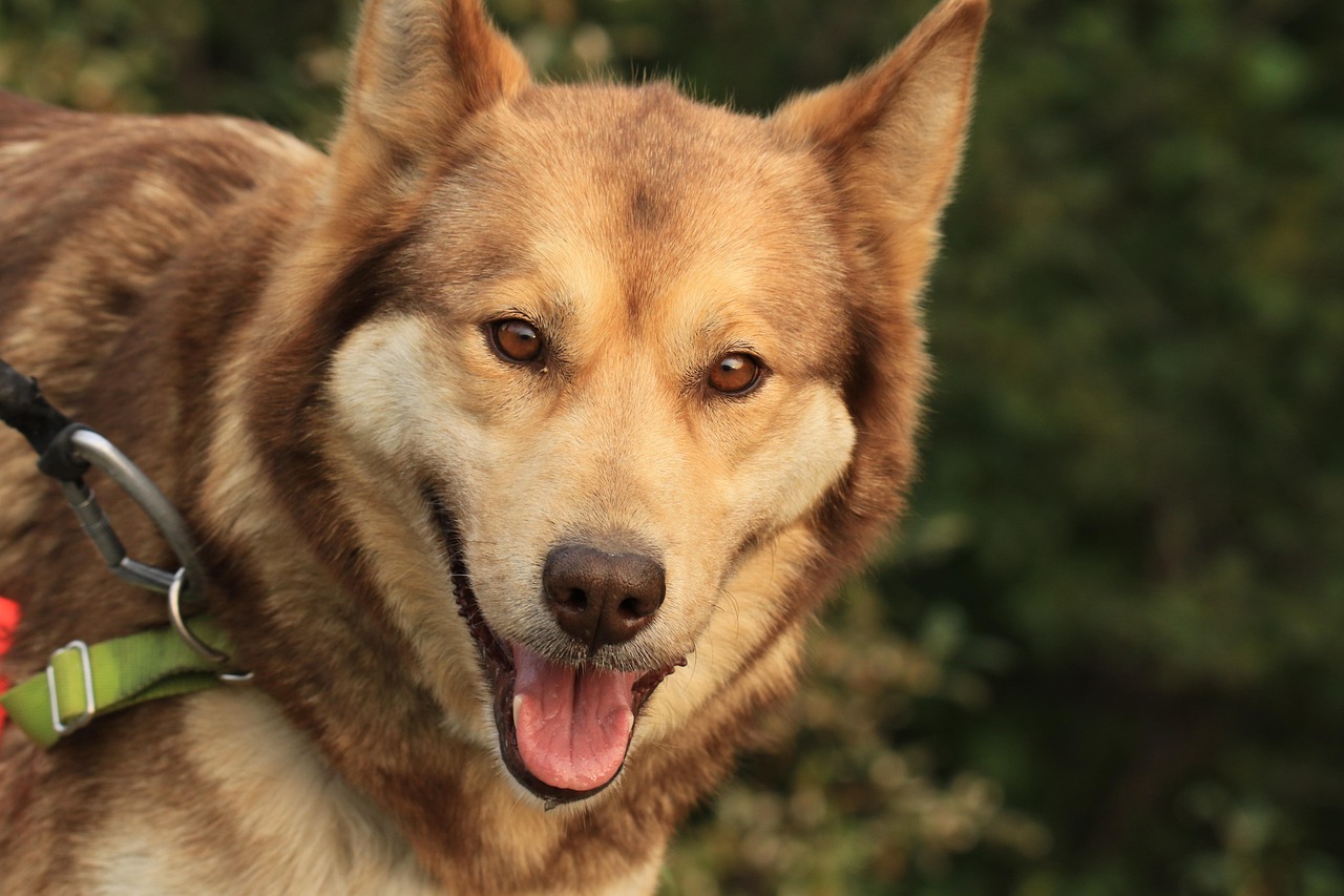 Alaska Pet Preform Manufacturers in India: What You Need to Know?