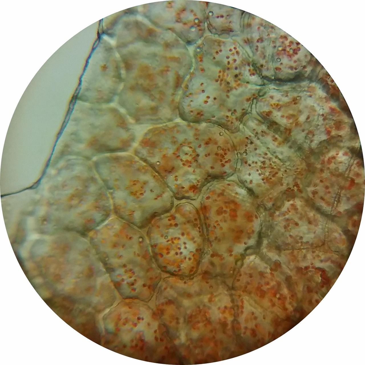 Sunrise and Stem Cells: Why Adult Stem Cell Banking is a Game-Changer for Health and Wellness