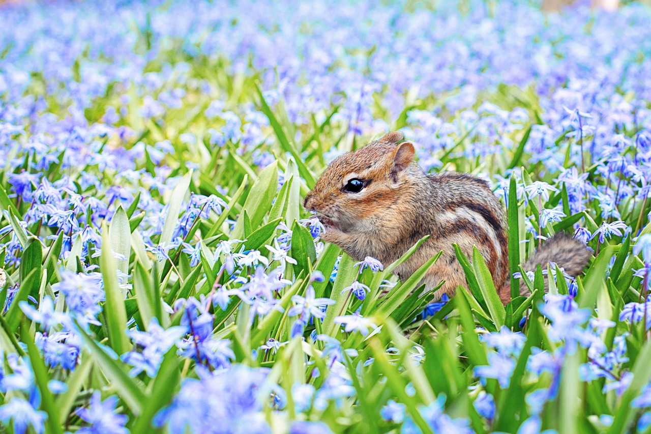 The Advantages of Professional Rodent Control Services in Toronto