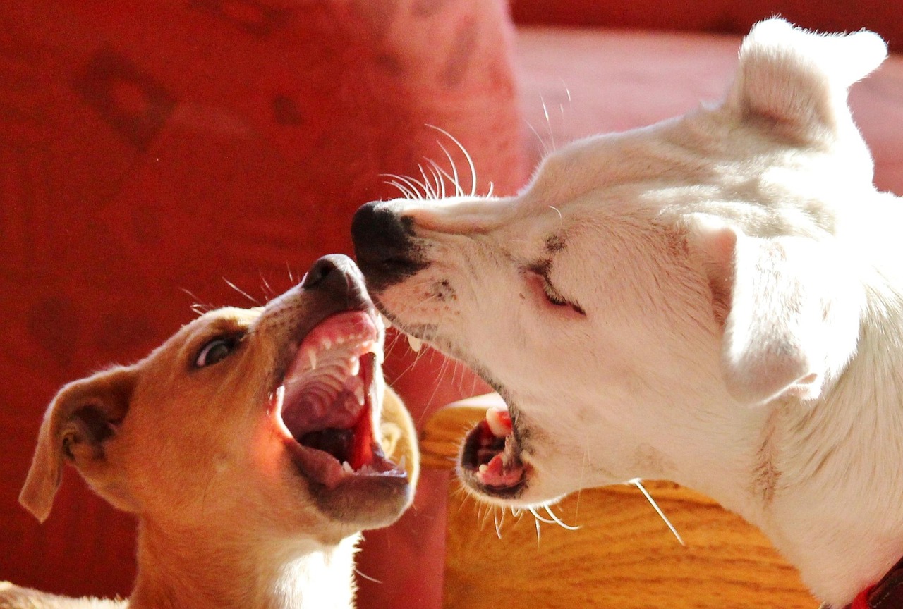 Why Hire a Dog Behavior Expert Witness for Court Cases?