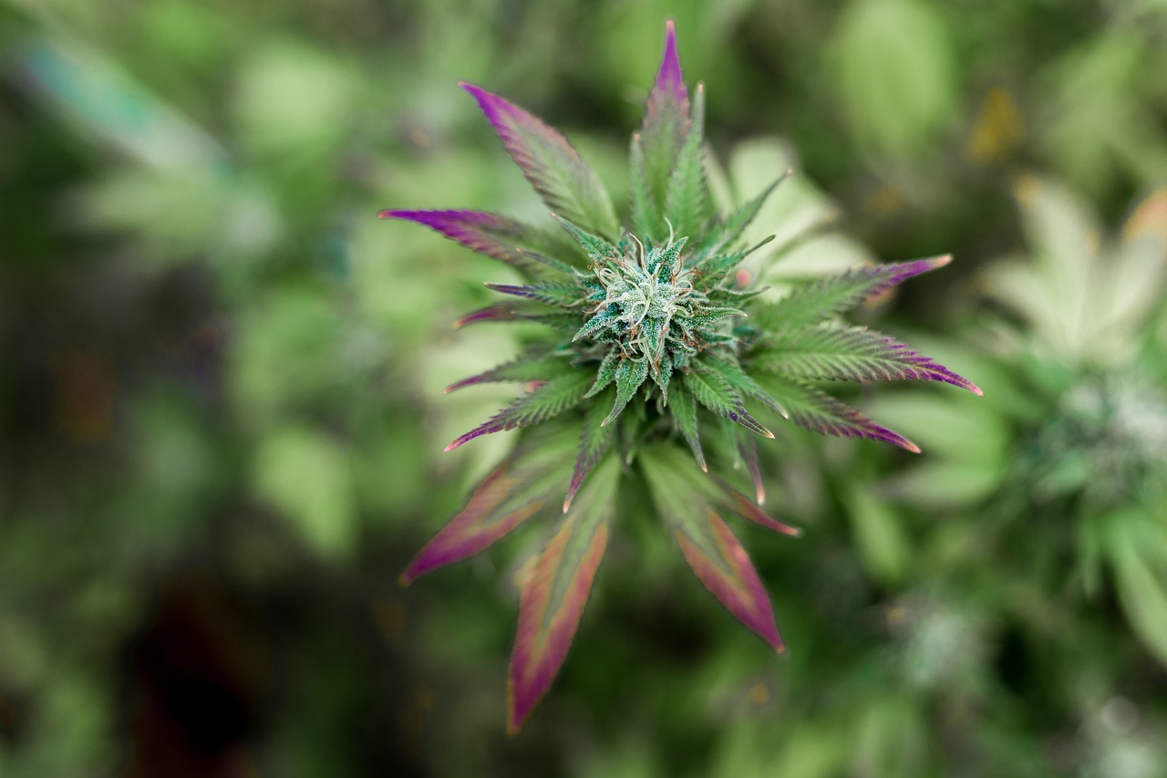 Unwind Naturally: High Hemp Wraps For A Calm Smoke
