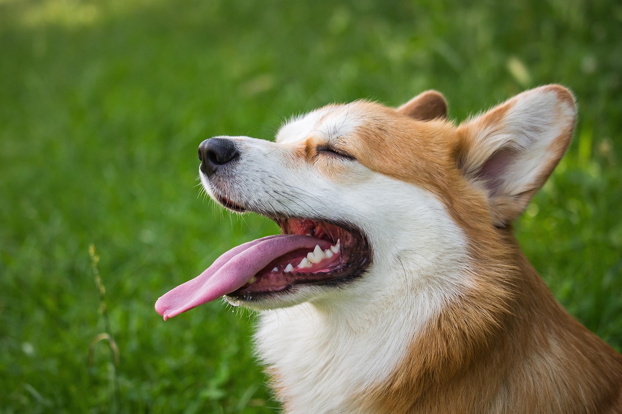 What To Expect During A Veneer Procedure In Pembroke Pines?