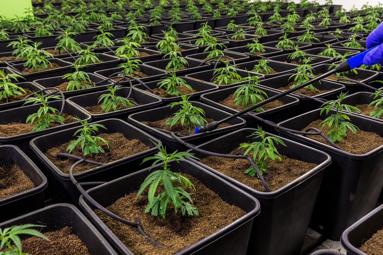 Your Guide To Tincture CBD THC: What You Need To Know?