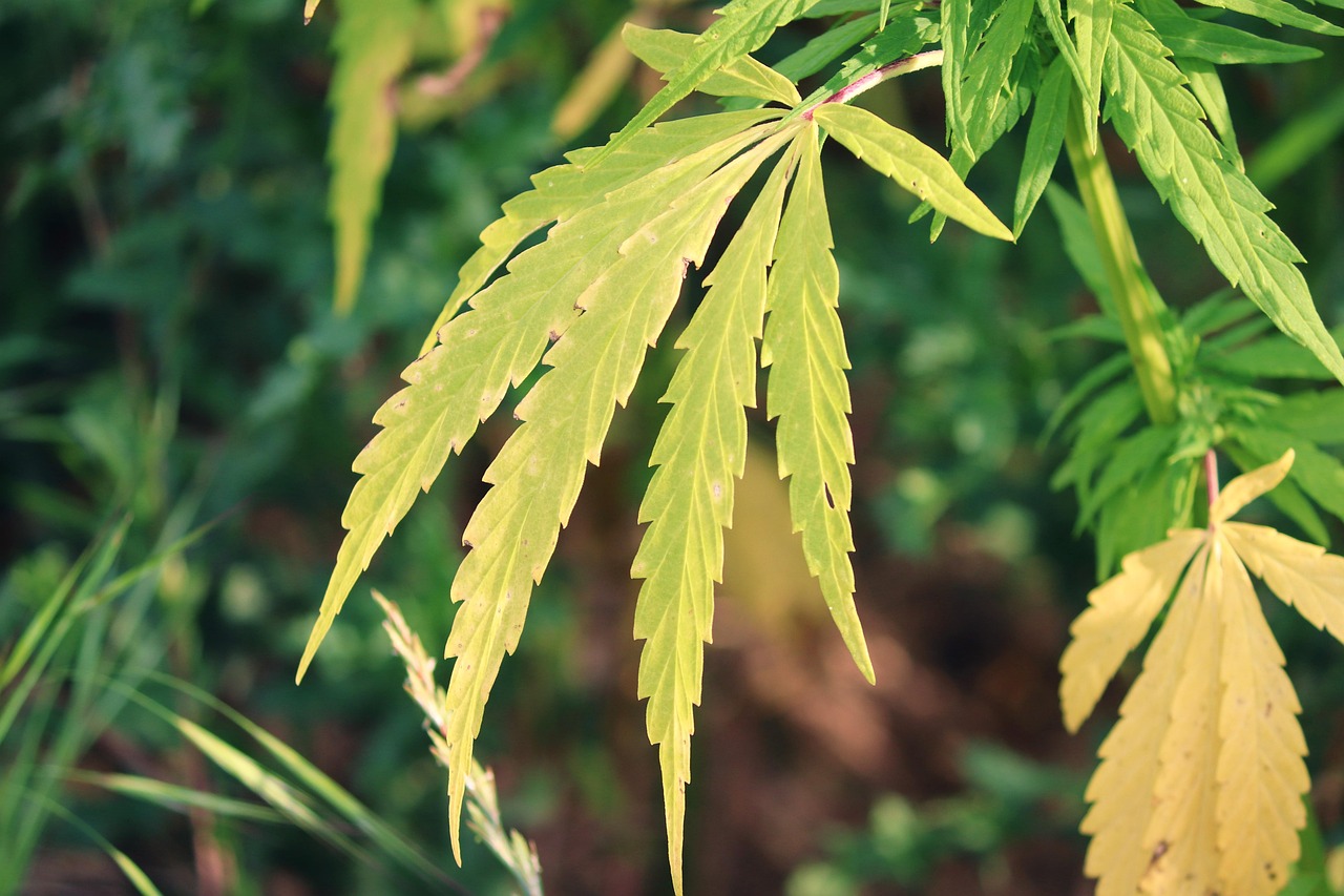 The Growing Popularity Of Hemp Wraps In The Smoking Community