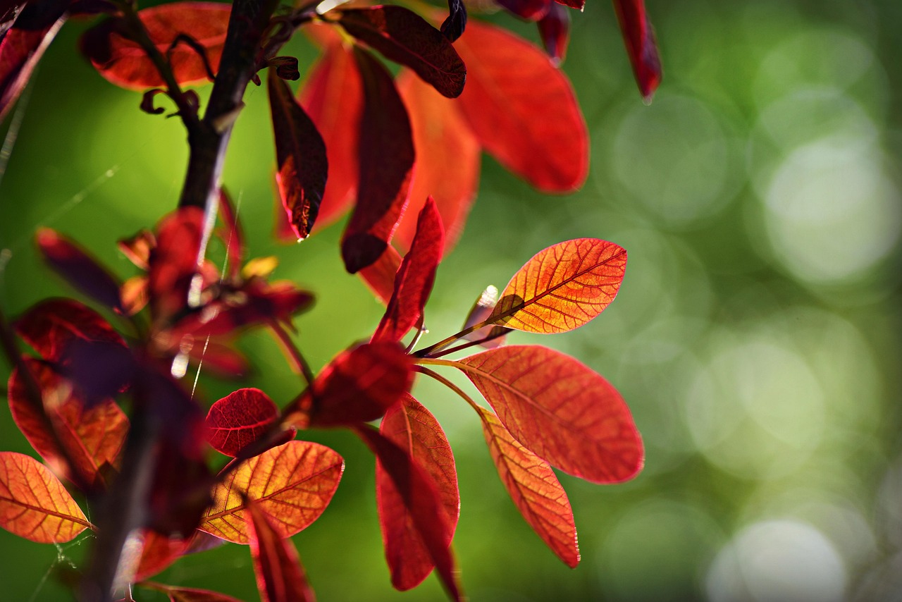 Why Spring Is The Best Time To Tour Kashmir: A Detailed Insight?