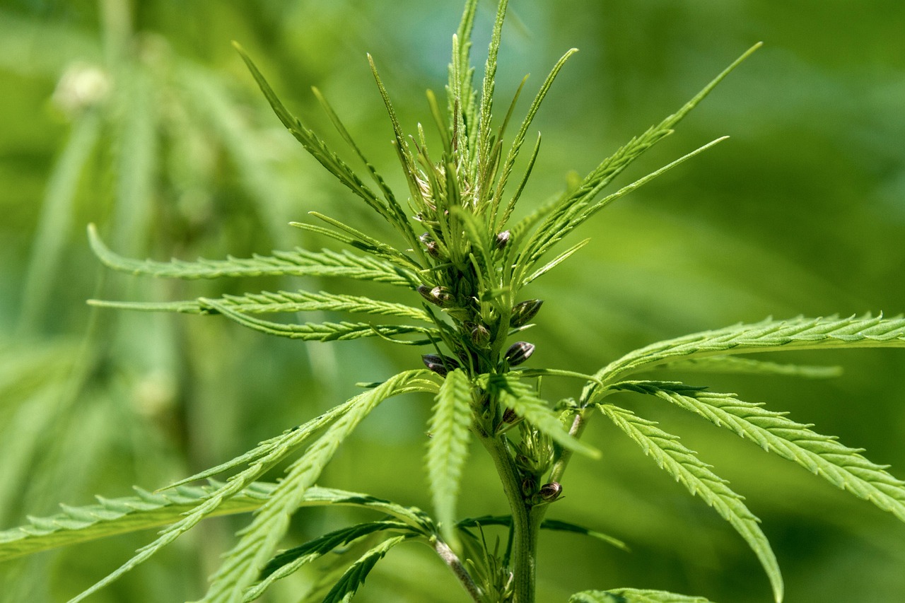 Discover The Benefits Of Hemp Leaf Wraps
